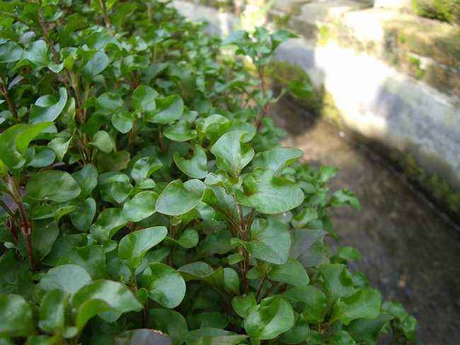 海风藤——治疗关节拘挛性疼痛