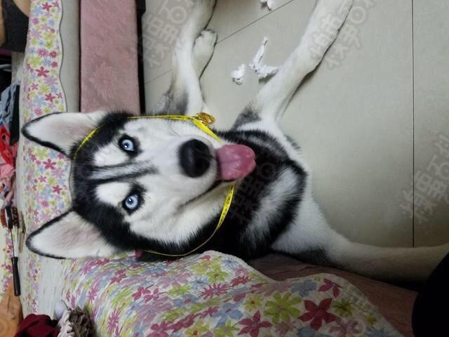快乐的一刻：朋友在联通实习，他突然说：“老师，有人来破坏场了。”