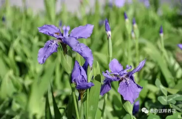 中国国花是什么花名（知识科普我国的国花）