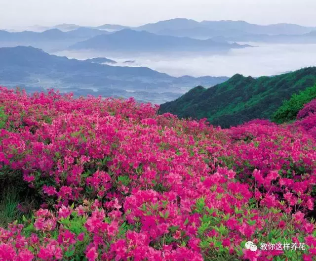 中国国花是什么花名（知识科普我国的国花）