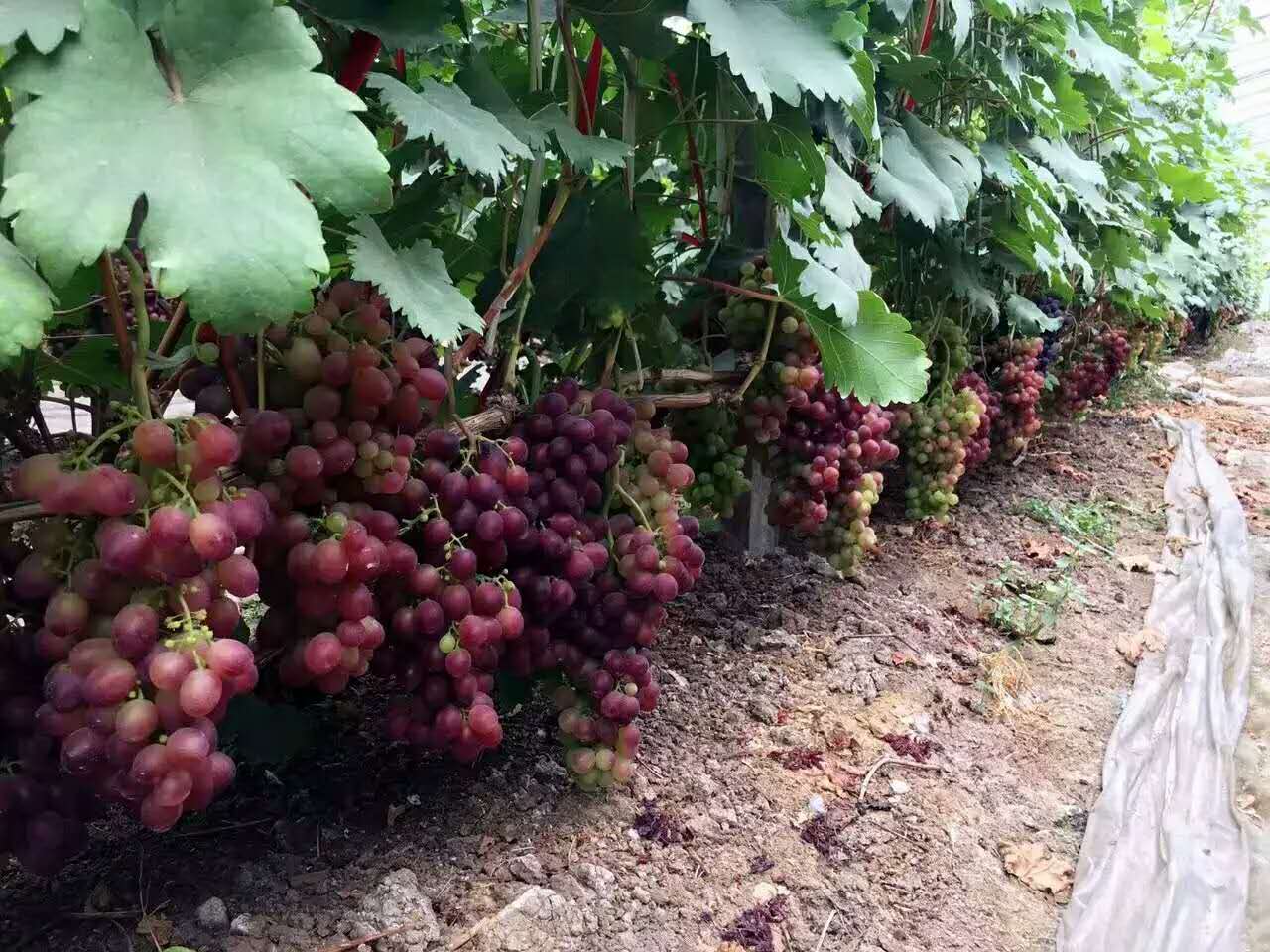 种植葡萄一亩要多少钱农村小伙种植葡萄