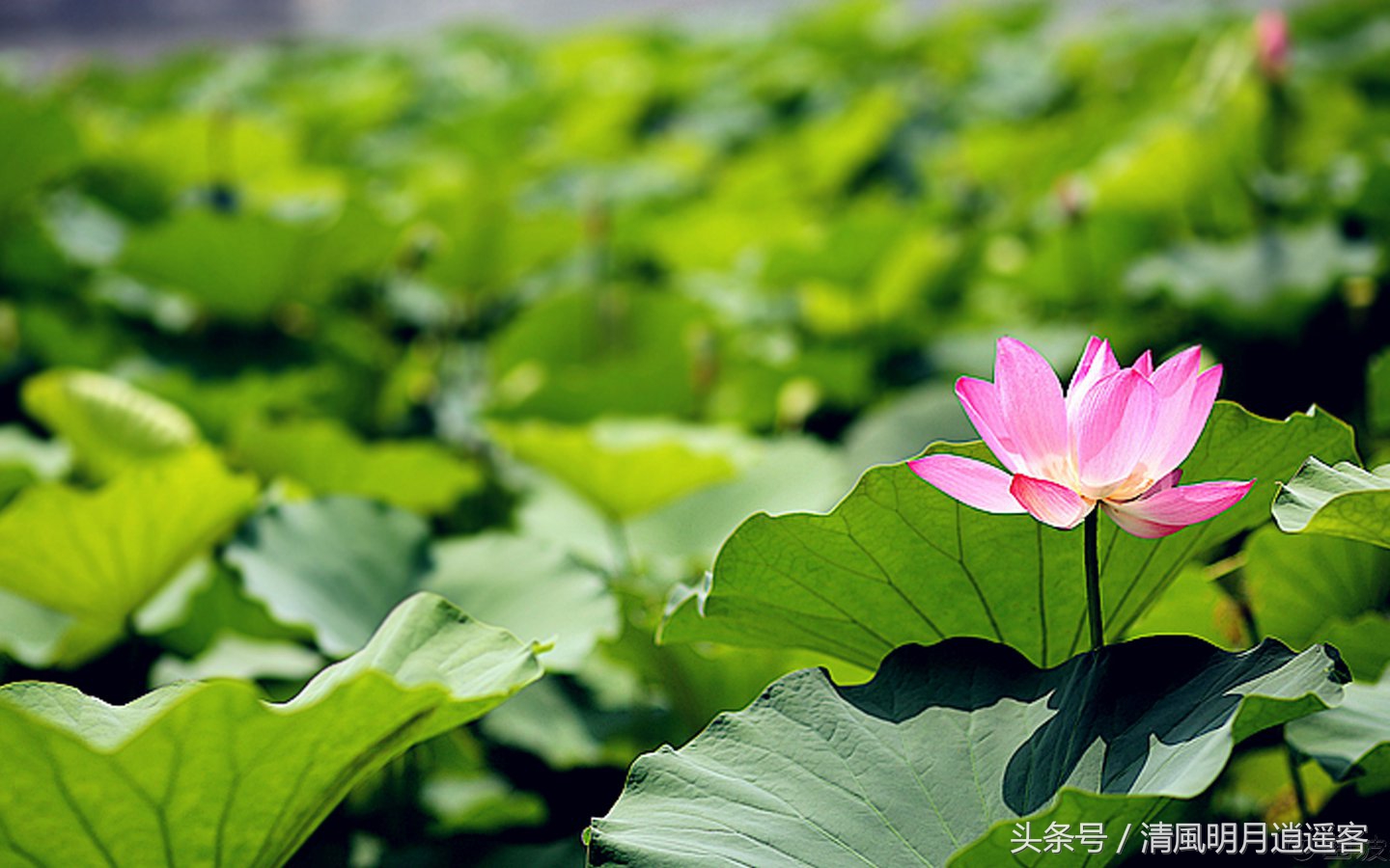 “清水出芙蓉，天然去雕饰”—咏叹荷花诗词之精选