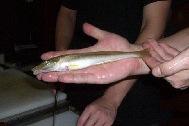 喜欢藏在沙子里,爱吃青虫和虾,南方沿海叫它"沙尖鱼"