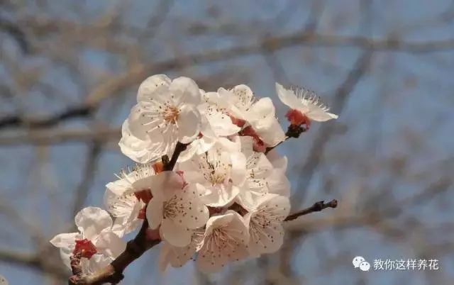 中国国花是什么花名（知识科普我国的国花）