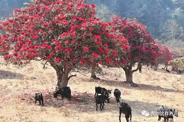 中国国花是什么花名（知识科普我国的国花）