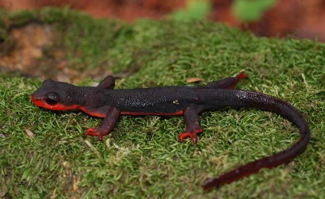 这种蝾螈体内的毒素足以杀死2.5万只老鼠,有一种蛇不怕