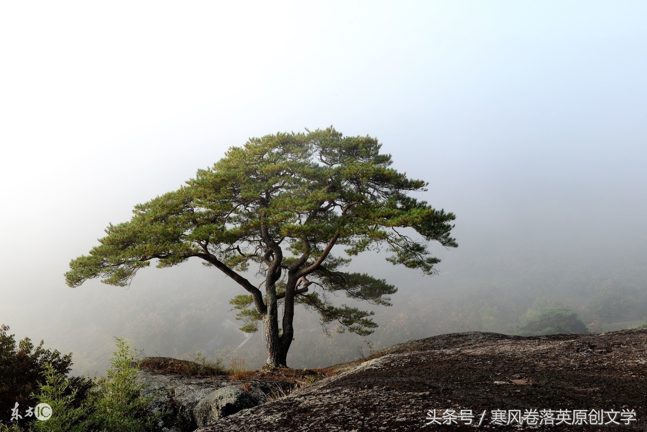 松树的诗句雪压松树的诗句