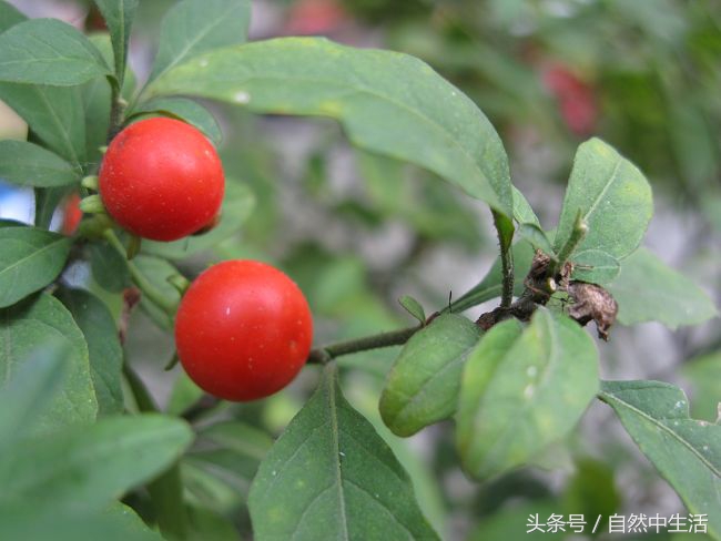 冬凌草对肝的危害（冬凌草片对肝有副作用）-第6张图片-华展网