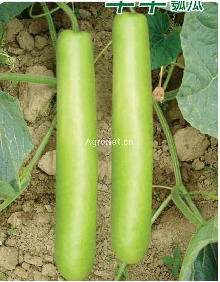 户子是什么菜(户子菜图片) - 风集网