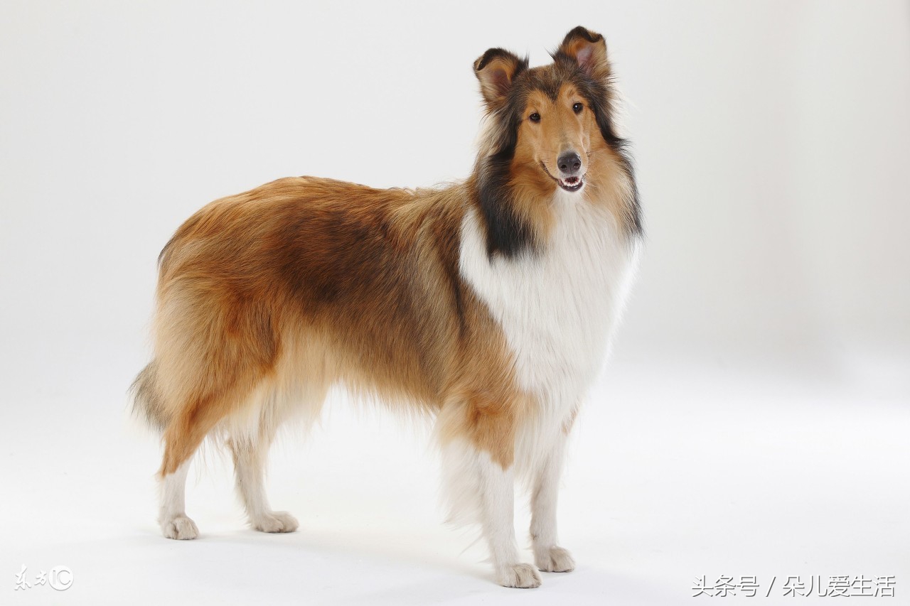 关于苏格兰牧羊犬你了解多少 天天看点