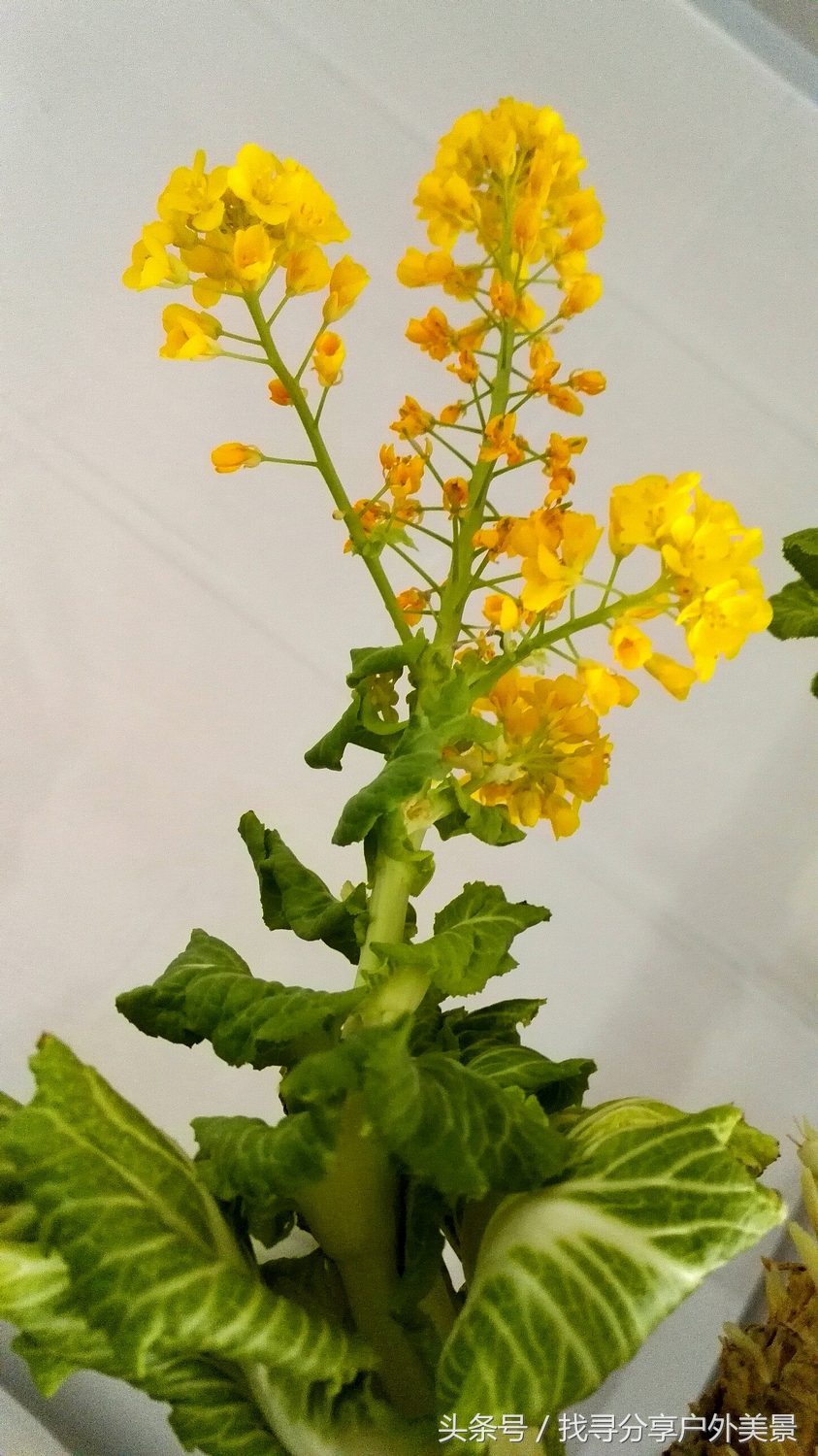 描写白菜开花优美的句子_晶羽科技