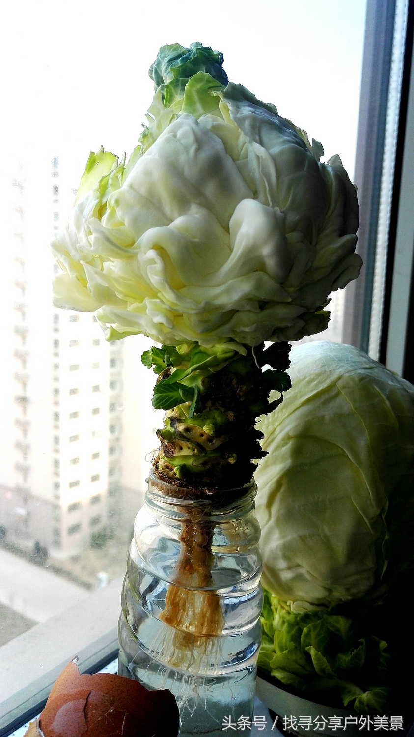 临汾:白菜开花,艳惊群盆~心中有爱,生活处处有阳光!