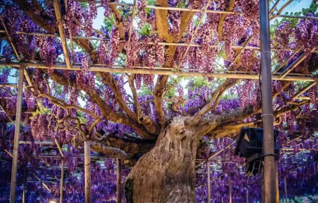 145岁的紫藤树，堪称世界上最美的树，看过的都被迷倒了！