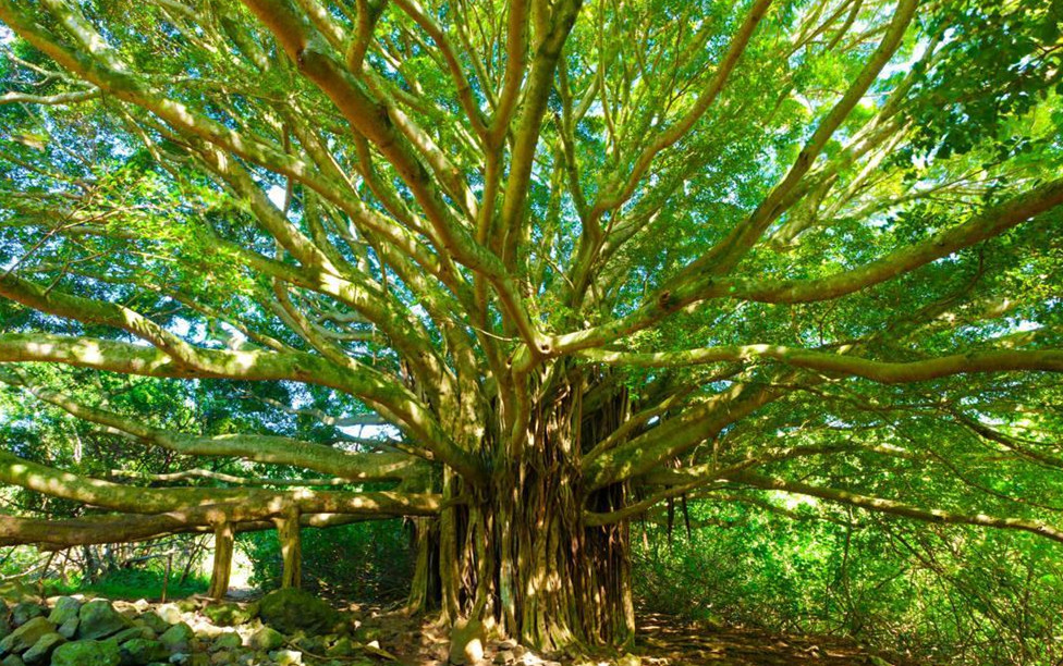 菩提树是什么意思最古老的菩提树