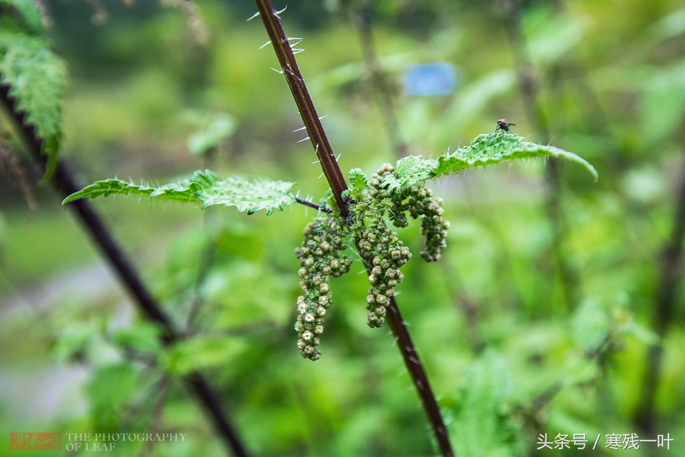 你别看图片上植物长满了尖刺,这是因为图片放大的效果,事实上肉眼只能