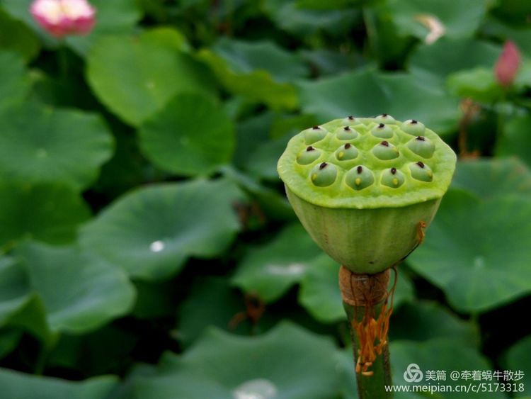 都说荷花美，但那住满美丽莲子的多彩莲蓬，却是别有一番风味！