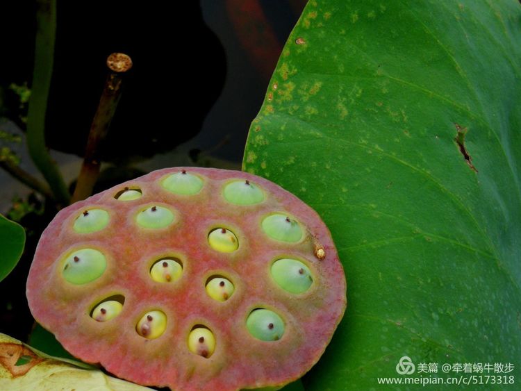 都说荷花美，但那住满美丽莲子的多彩莲蓬，却是别有一番风味！
