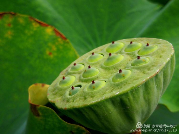 都说荷花美，但那住满美丽莲子的多彩莲蓬，却是别有一番风味！