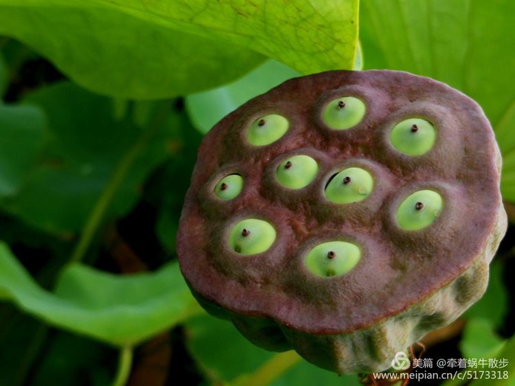 都说荷花美，但那住满美丽莲子的多彩莲蓬，却是别有一番风味！