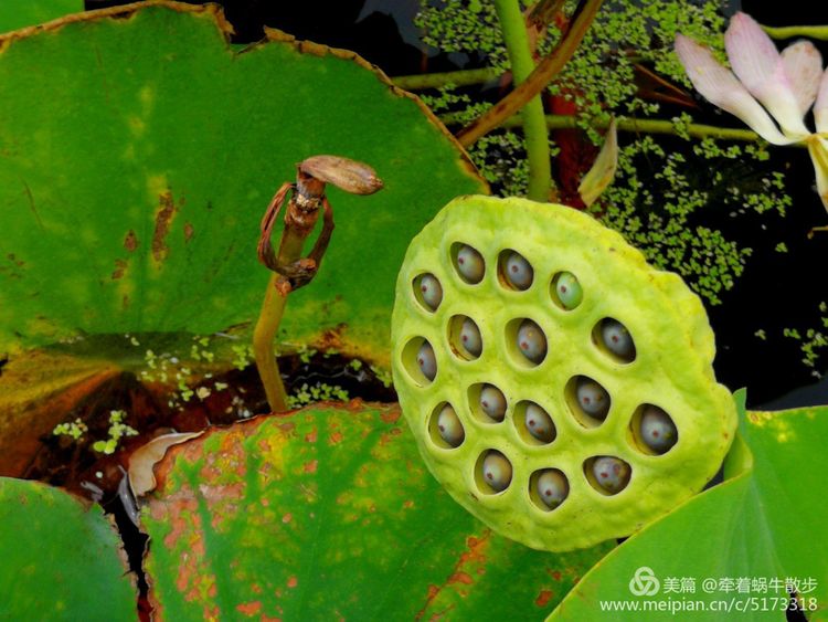 都说荷花美，但那住满美丽莲子的多彩莲蓬，却是别有一番风味！
