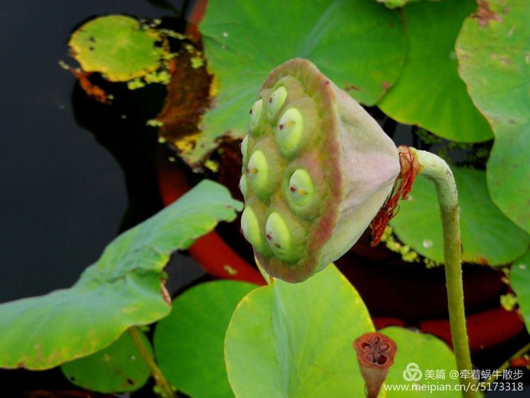 都说荷花美，但那住满美丽莲子的多彩莲蓬，却是别有一番风味！