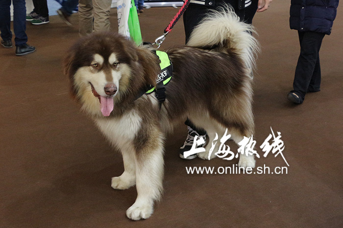 2019上海世界杯犬展护卫犬(哈可爱！ 上海宠会开幕 各类名犬套图赏 神兽乱入)