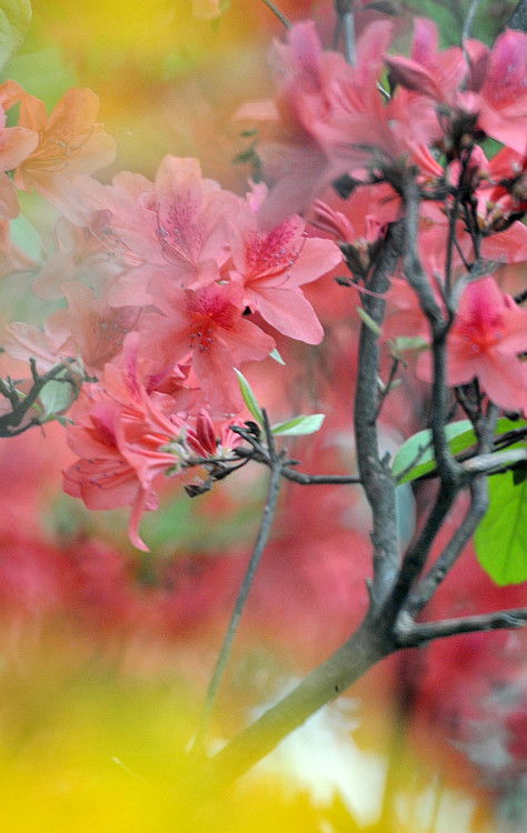 三月，是杜鹃花的梦，融入陌上花开的婉歌