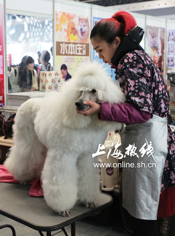 2019上海世界杯犬展护卫犬(哈可爱！ 上海宠会开幕 各类名犬套图赏 神兽乱入)