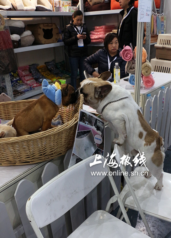 2019上海世界杯犬展护卫犬(哈可爱！ 上海宠会开幕 各类名犬套图赏 神兽乱入)