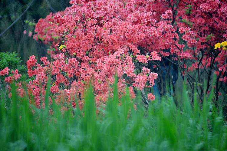 三月，是杜鹃花的梦，融入陌上花开的婉歌