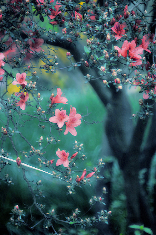 三月，是杜鹃花的梦，融入陌上花开的婉歌