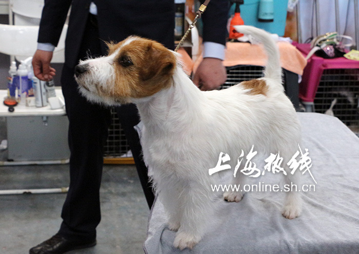 2019上海世界杯犬展护卫犬(哈可爱！ 上海宠会开幕 各类名犬套图赏 神兽乱入)