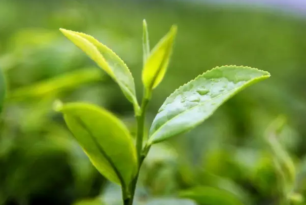 天子须尝阳羡茶，百草不敢先开花