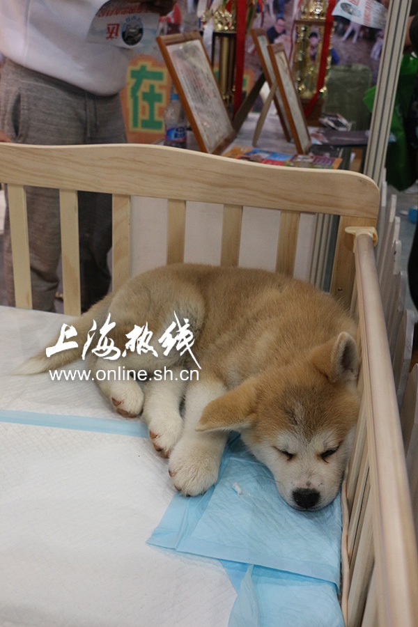 2019上海世界杯犬展护卫犬(哈可爱！ 上海宠会开幕 各类名犬套图赏 神兽乱入)