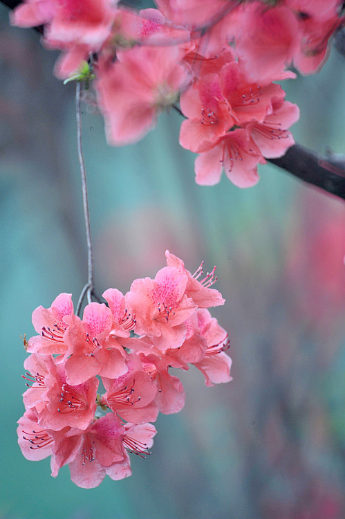 三月，是杜鹃花的梦，融入陌上花开的婉歌