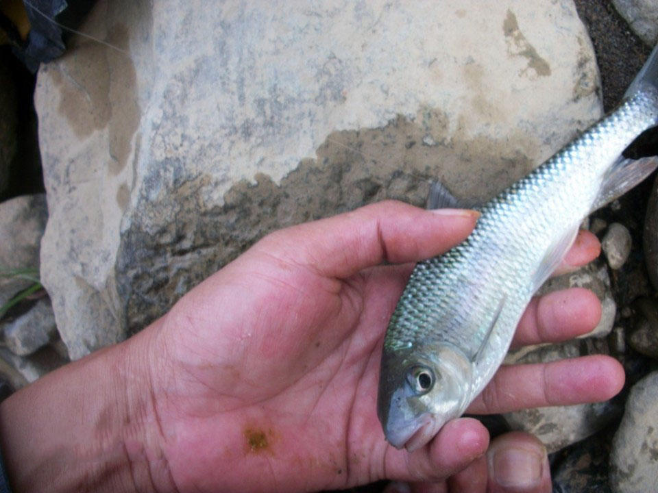 溪流中的精灵"多鳞白甲鱼"勾引着无数钓鱼人的魂