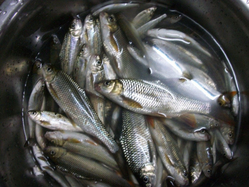 溪流中的精灵"多鳞白甲鱼"勾引着无数钓鱼人的魂