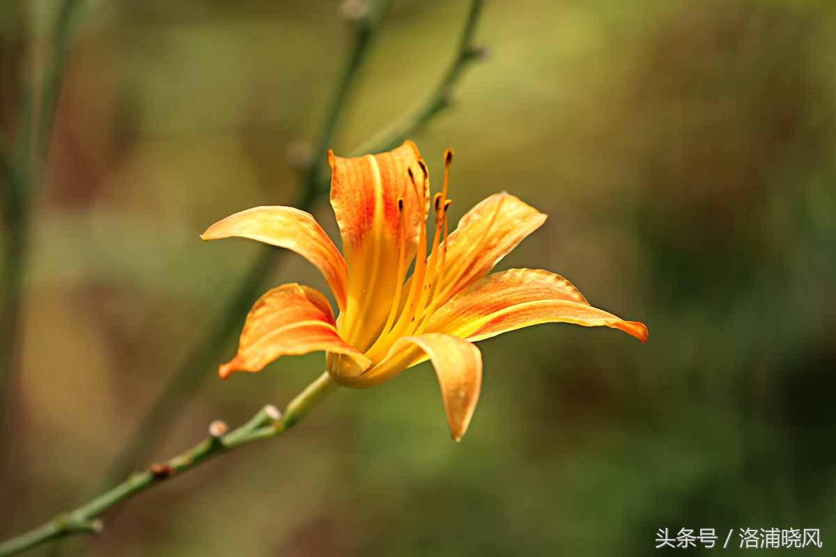 火炬树的花语和象征意义英文(夏天我们身边的那些花儿都叫什么名儿?