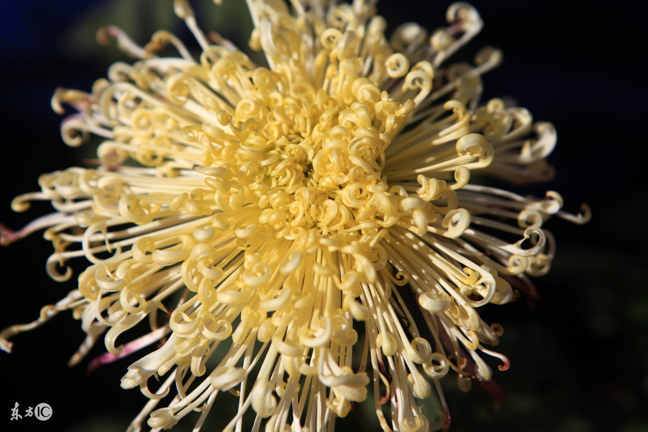 杭白菊的功效与副作用(6种人服用菊花当心出大事!特别是第一种)