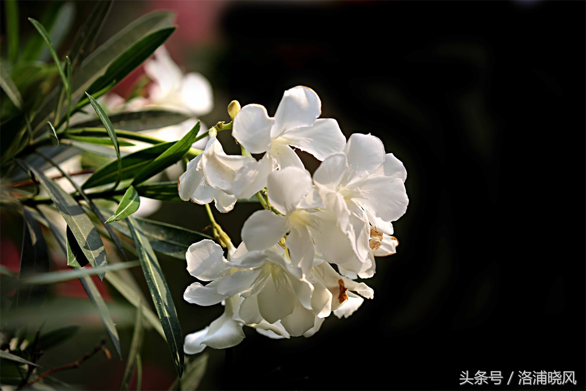 火炬树的花语和象征意义英文(夏天我们身边的那些花儿都叫什么名儿?