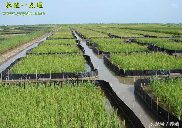 黄鳝养殖技术（分享黄鳝5种实用常见养殖模式）