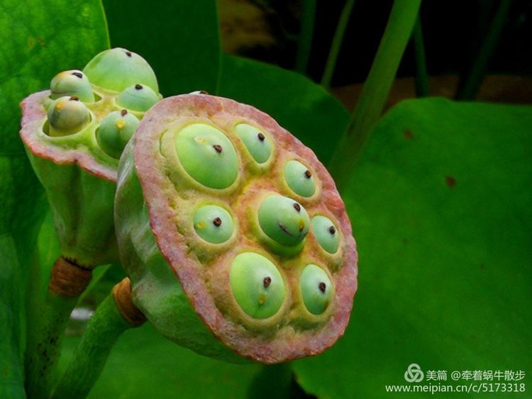 都说荷花美，但那住满美丽莲子的多彩莲蓬，却是别有一番风味！