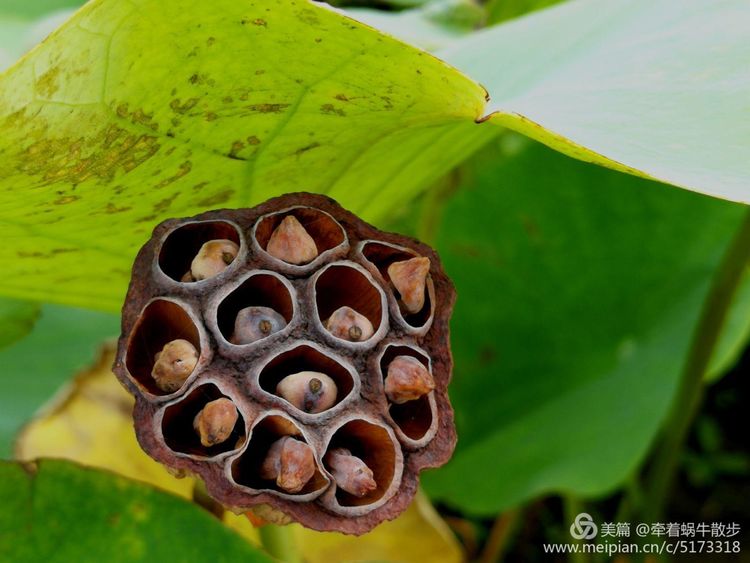 都说荷花美，但那住满美丽莲子的多彩莲蓬，却是别有一番风味！