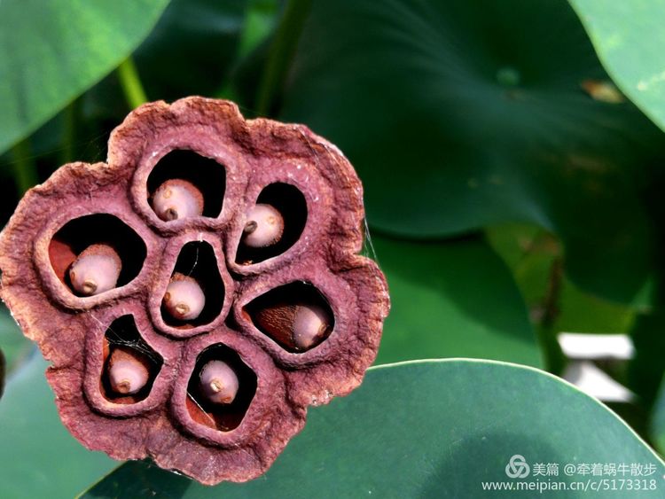 都说荷花美，但那住满美丽莲子的多彩莲蓬，却是别有一番风味！