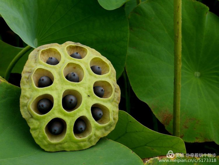 都说荷花美，但那住满美丽莲子的多彩莲蓬，却是别有一番风味！