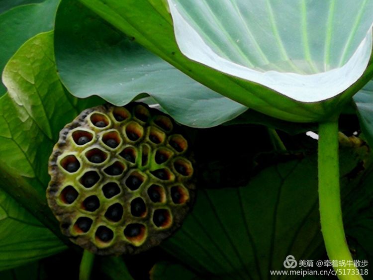 都说荷花美，但那住满美丽莲子的多彩莲蓬，却是别有一番风味！
