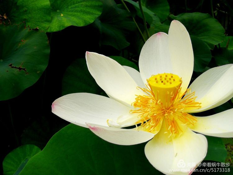 都说荷花美，但那住满美丽莲子的多彩莲蓬，却是别有一番风味！