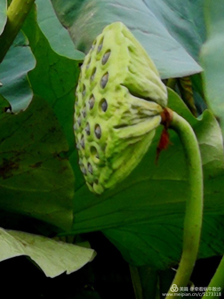 都说荷花美，但那住满美丽莲子的多彩莲蓬，却是别有一番风味！