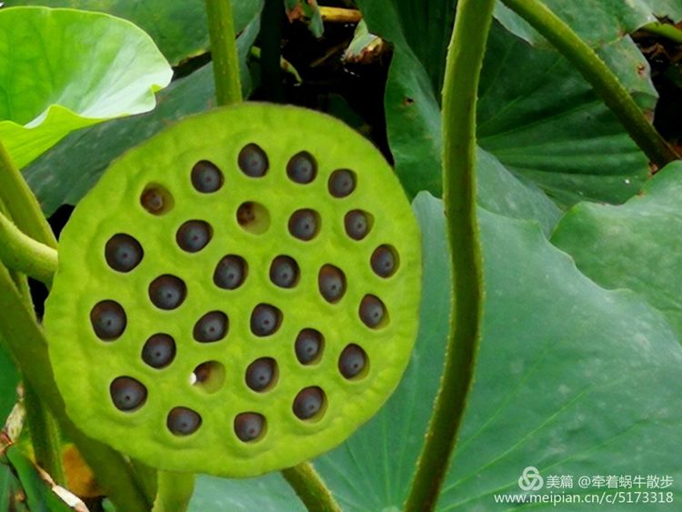 都说荷花美，但那住满美丽莲子的多彩莲蓬，却是别有一番风味！