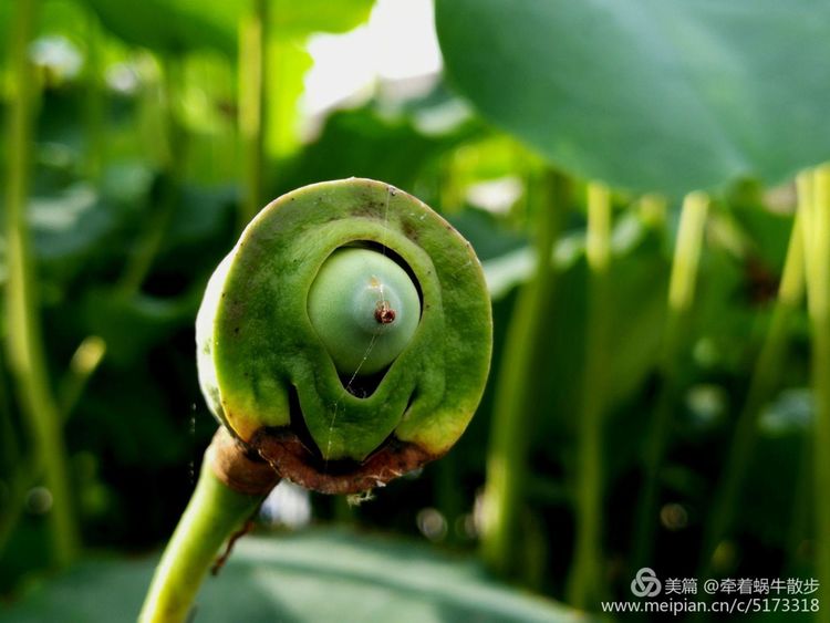 都说荷花美，但那住满美丽莲子的多彩莲蓬，却是别有一番风味！